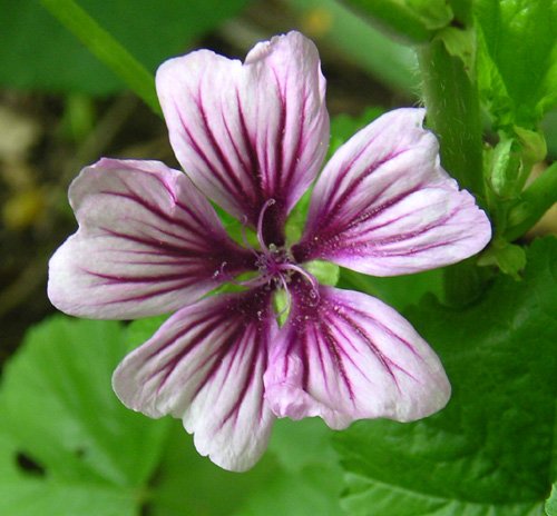 Amazon.com : 20 Zebra Mallow Malva Sylvestris Zebrina Hollyhock