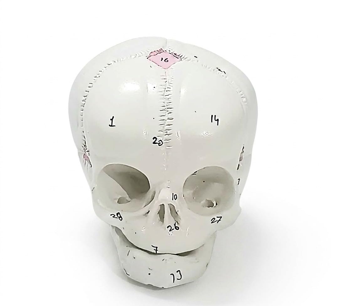 ISKO® Human Fetal Skull Anatomical Model-picture-13
