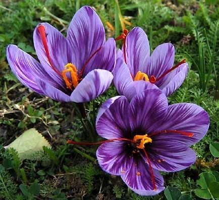 Saffron Flower Bulbs for Your Home and Gardening (Pack Of 2 Bulbs)