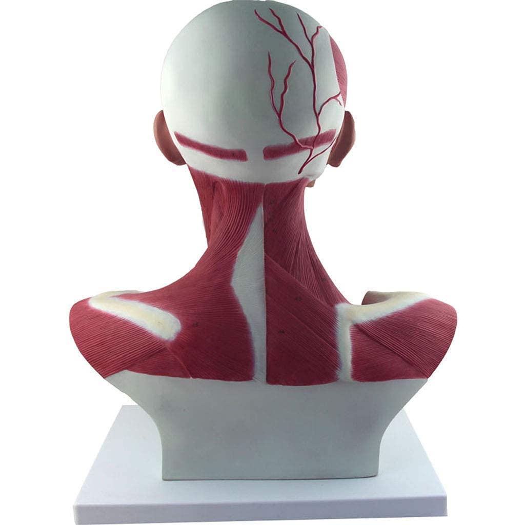 Modelo Anatómico Humano, Modelo De Anatomía Muscular Y Cervical, Identificación Digital, Modelos De Anatomía Humana.