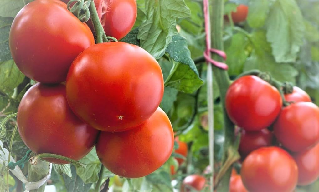 Tamarillo tree tomato live plant, High germination (Pack of 1) (B0CM99XXWY) Amazon Price History, Amazon Price Tracker