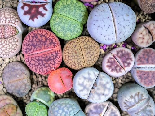 10 Living Stone/LITHOPS Mixed Colors Pebble Houseplant Flower Seeds