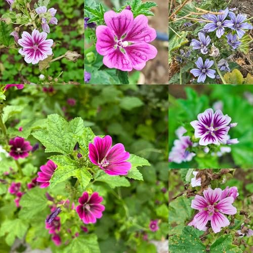 semillas de malva perenne 400pcs