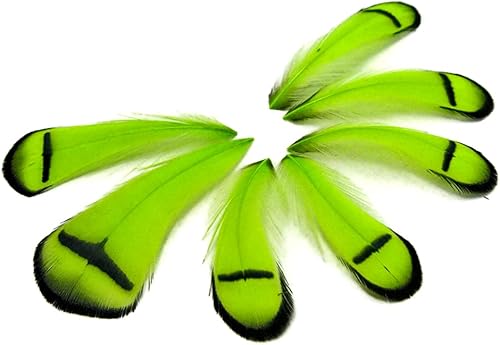 Moonlight Feather  1 Dozen - Lime Green Lady Amherst Pheasant Tippet Craft Feathers