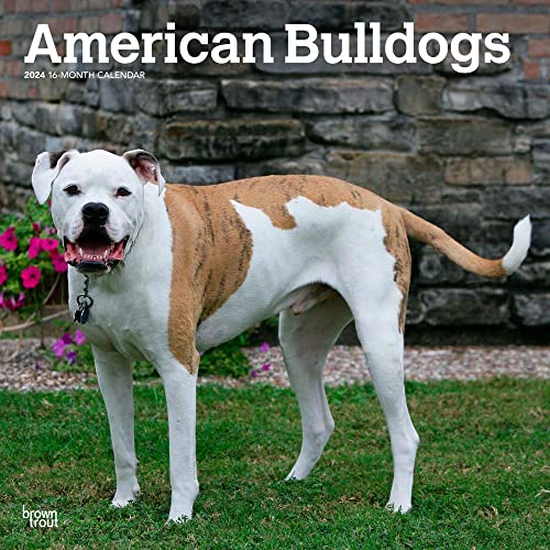 American Bulldogs | 2024 12 x 24 Inch Monthly Square Wall Calendar | BrownTrout | Animals Dog Breeds
