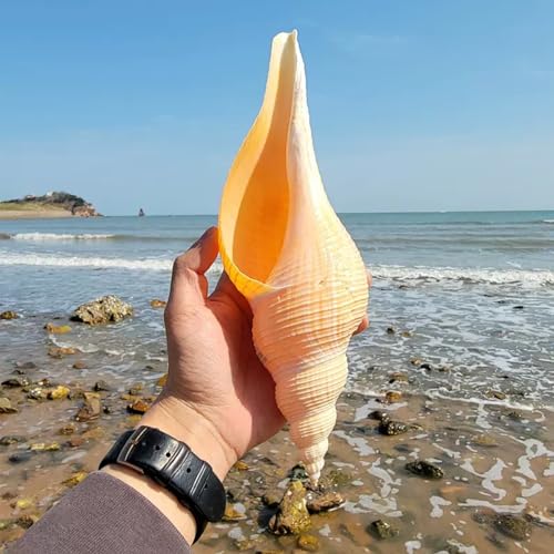 Muszle do dekoracji ślubnych i imprez tematycznych na plażę - muszle dmuchające trąbki do dekoracji wnętrz