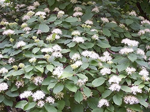Native Hedging Dogwood (Cornus sanguinea) Bare Root Hedging Plants Tree Whips Sapling - 3 Sizes to Choose from - Fantastic for Wildlife and Winter Colour! (Single - 10 Packs) (5, 3-4ft (90-120cm))