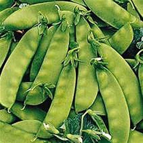 Snow Pea, Oregon Sugar Pod Peas, 25 Seed Pack, USA Product. Packed by JACOBS LADDER ENT. (25) Cover