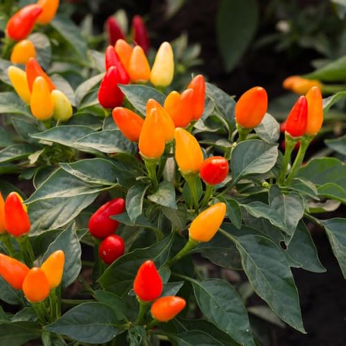 80 piezas semillas chile - de hortalizas de jardín interior semillas chile jalapeño, pimienta balcón resistentes