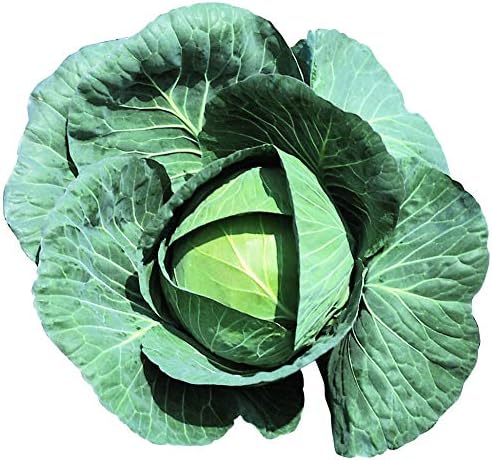 Semillas de col Bravo F1 - Semillas de verduras sin tratar 1,000 Semillas