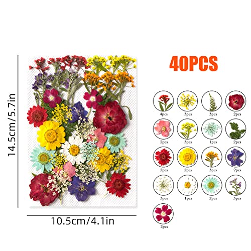 Flores prensadas secas con pinzas set 40 piezas miniatura 2