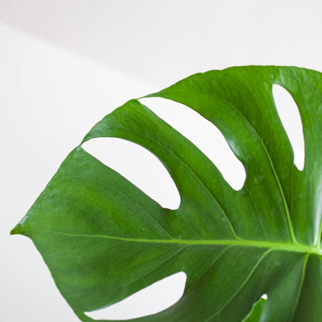 Monstera Deliciosa - 50-60 cm, łatwa w pielęgnacji roślina domowa do domu i biura, roślina oczyszczająca powietrze, w doniczce
