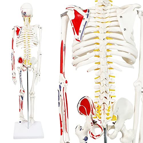 Image of Half Life Size Painted and Numbered Human Skeleton Model, 35 inch Anatomical Replica with Muscle Insertion and Origin Points, Removable Skull Cap & Jaw, Durable Stand for Display and Study