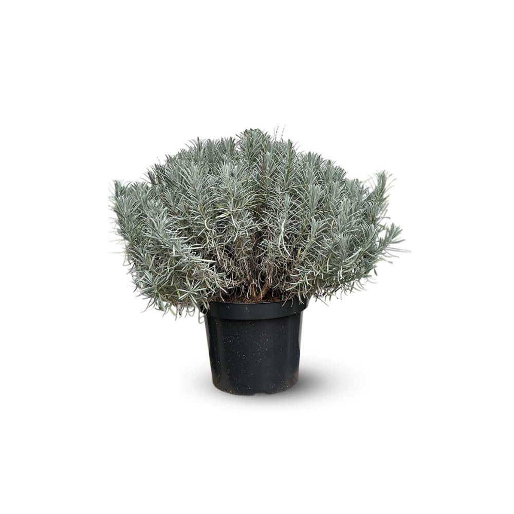 Attitude Jardin - Lavande grosso - aromatique - 50-60 cm - ⌀ 25 cm - véritables herbes fraîches