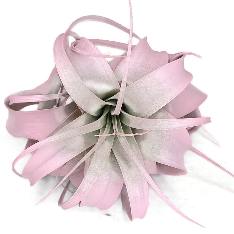 XL Xerographica Colored Air Plant, Live Tillandsia House Plant, Easy Care Indoor Outdoor, Great Gift, Healthy Arrival Guaranteed (Light Pink)