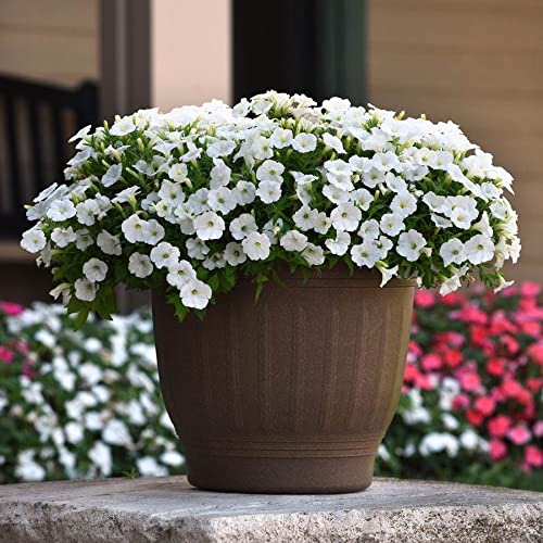 Park Seed Shock Wave White Petunia