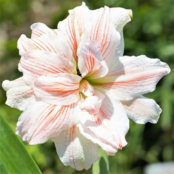 Amaryllis/Hippeastrum Imported Flower Bulbs Pack Of 38 Bulbs (B0CV16QC4R) Amazon Price History, Amazon Price Tracker