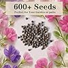 600+ Count Sweet Pea Seeds – Fragrant Flower Seeds, Easy to Grow with High Germination, Colorful Flowering Vines for Trellis, Garden Beds, Balcony, and Patio Planter #1