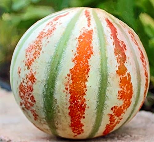 Kajari Melon Seeds - Delicious and Nutritious Sweet Melon - White with Green and Orange - 5 Seeds