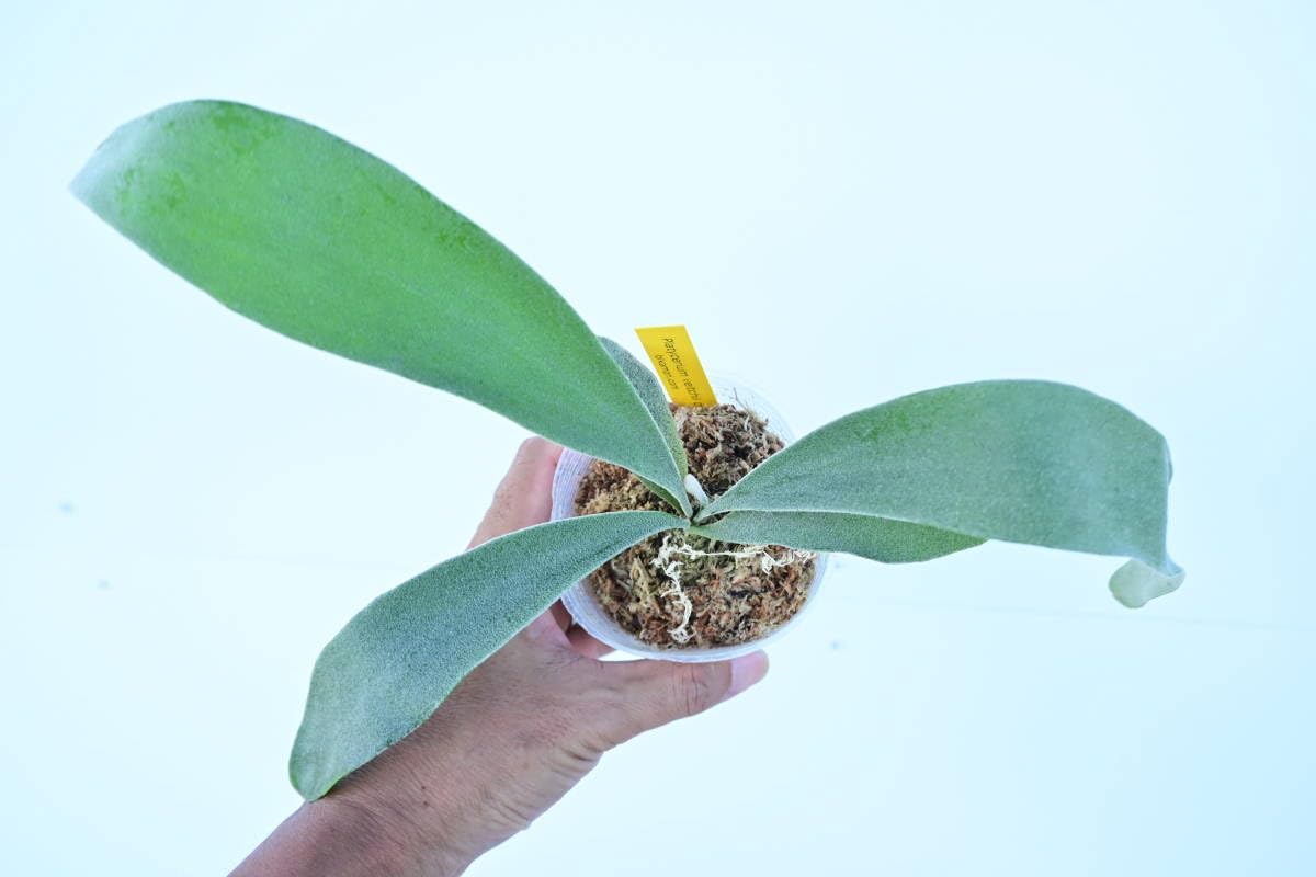 P.CHIMERAレモイネイとのセットです P.CHIMERAレモイネイとのセットです P.CHIMERAレモイネイとの