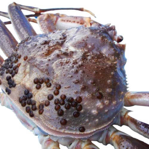 松葉ガニ600g〜700g×2杯[活]松葉カニ 松葉ガニ マツバカニ タグ付き カニ 蟹 新鮮 旬 プレゼント 贈与 お祝い事 贈り物 年末年始 祝辞 隠岐 西ノ島町