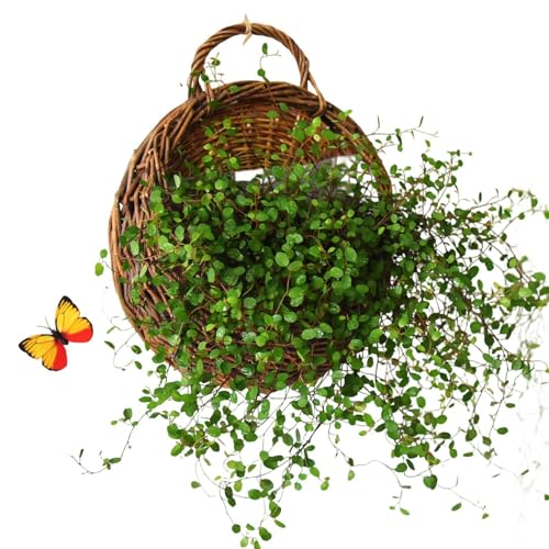 | Bellezza artigianale in rattan: realizzato meticolosamente in rattan intrecciato a mano, questo cesto da parete offre una consistenza naturale e un design arioso che sublima la decorazione rustica. Dona eleganza terrosa alle sale da pranzo o accoglienti grazie ai suoi toni caldi e autentici.