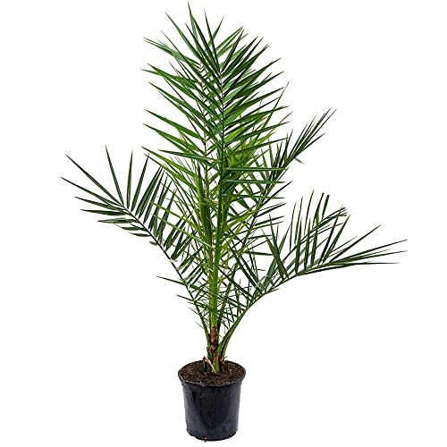 Phoenix Canariensis Kanarische Dattelpalme Exotische Outdoor Pflanze Gartenpflanze 15 cm Topf