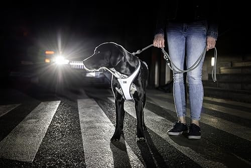 Glow Belka Harness Gray XL