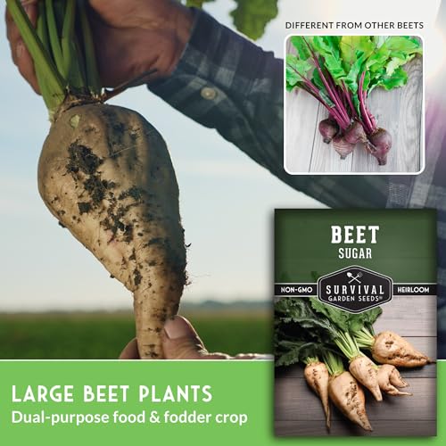 Sugar Beet Seeds for Planting – Survival Garden Seeds (5 Pack) - Image 3