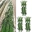 30 Bamboos