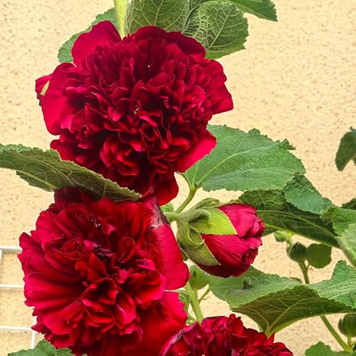 Semi di malvarosa, rare semi di arbusti farfalle giardino da giardino roccioso resistenti perenni biologici 250pcs