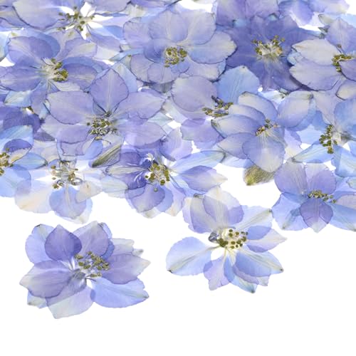 24-Pack Flores Secas Prensadas para Manualidades miniatura 1