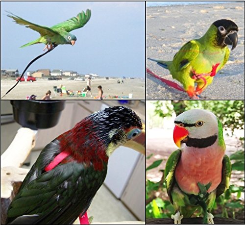 Amazon.co.jp: AVIATORペットの鳥ハーネス: 小さなレッド : ペット用品