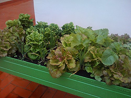 MESA DE CULTIVO Lacada verde. Medidas: Largo 150cm x Ancho 75cm x ...