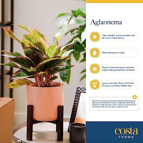 Costa Farms Aglaonema Live Indoor Plant, 14-Inches, Ships In White-Natural, Gift, 1-2 Feet Tall, Modern Clay Décor Planter #TOP5