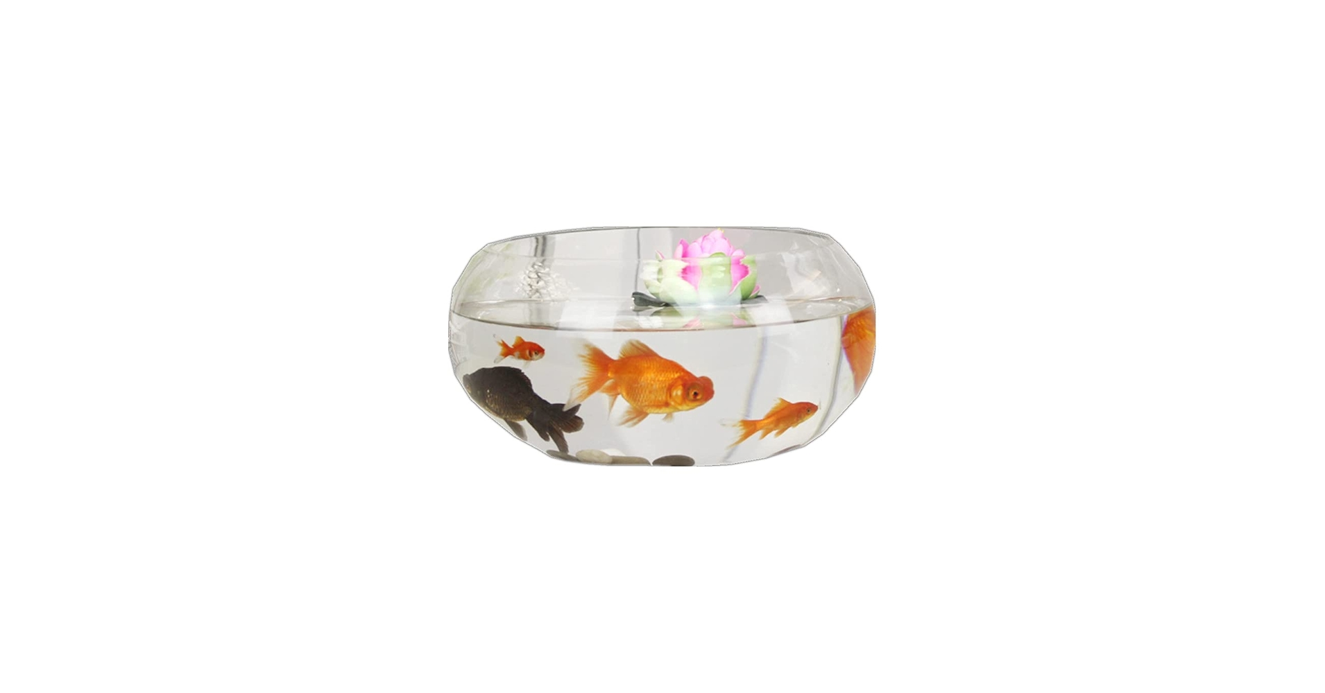 Amazon | 金魚鉢 ミニ魚タンク 水槽 花瓶丸型 ガラス 透明
