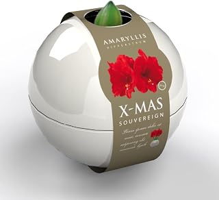 Amaryllis Bulb in Globe Christmas Gift Wrapped, Houseplant, Tender Bulb, Long Lasting Blooms, Easy to Care for Indoor Plant, 1x Bulb in Globe Planter Supplied Gift Wrapped by Thompson and Morgan