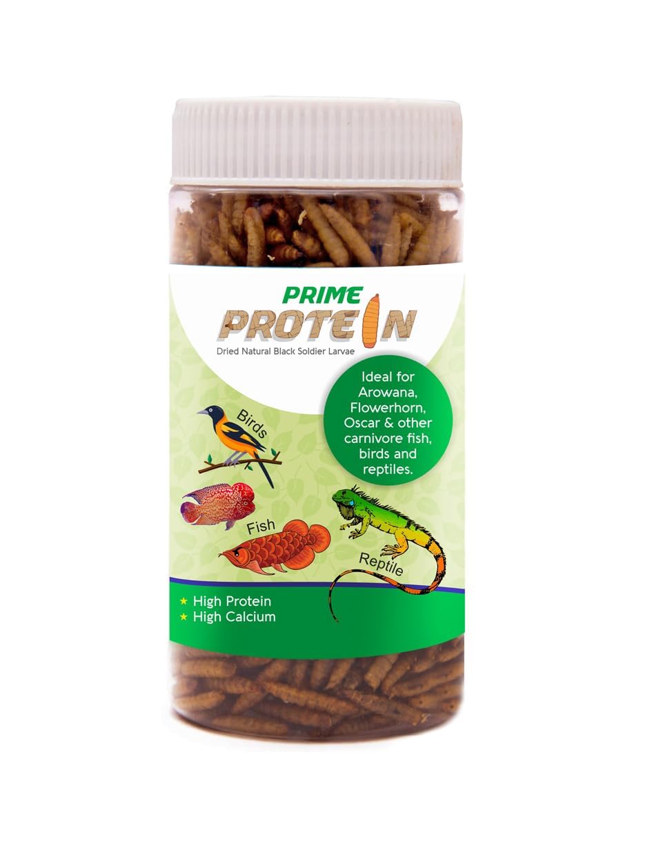 V Aquaria Whole Dried Black Soldier Fly Larvae - Dry Fish Food for Arowana, Flowerhorn, Oscar and Other Carnivorous Fish - High Protein & Calcium (25) GMS (B0CK9R98FX) Amazon Price History, Amazon Price Tracker