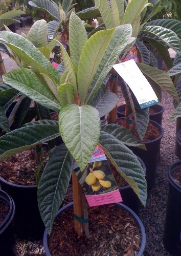 Gold Nugget Loquat Tree
