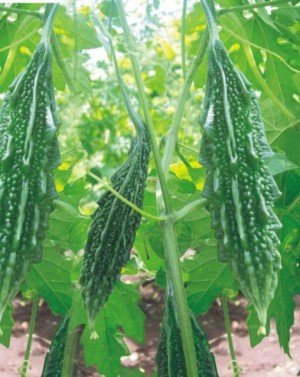 Raunak Seeds OMAXE Bitter Gourd SANTUR Variety Seeds - AVG 30-50 X2 Packs (B01IZRSZHE) Amazon Price History, Amazon Price Tracker