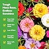 Fruivity Moss Rose Seeds for Planting, 24,000+ Annual Flower for Ground Cover Flower Seeds, Heirloom Variety, Easy to Grow, Portulaca Seeds to Plant Outdoors Garden Containers #2
