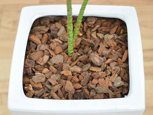 Amazon.co.jp: 人工観葉植物 ドラセナ・ソングオブインディア スクエア