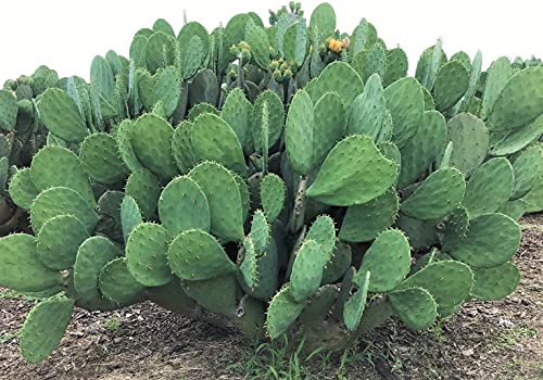 Creation Cultivated - Live "Spineless Prickly Pear Cactus" - Opuntia cacanapa "Ellisiana" (1 PAD Cutting) / Winter Hardy Cactus - USDA Zone 6 / Unrooted Freshly Cut Cactus Pads / Tortoise Food
