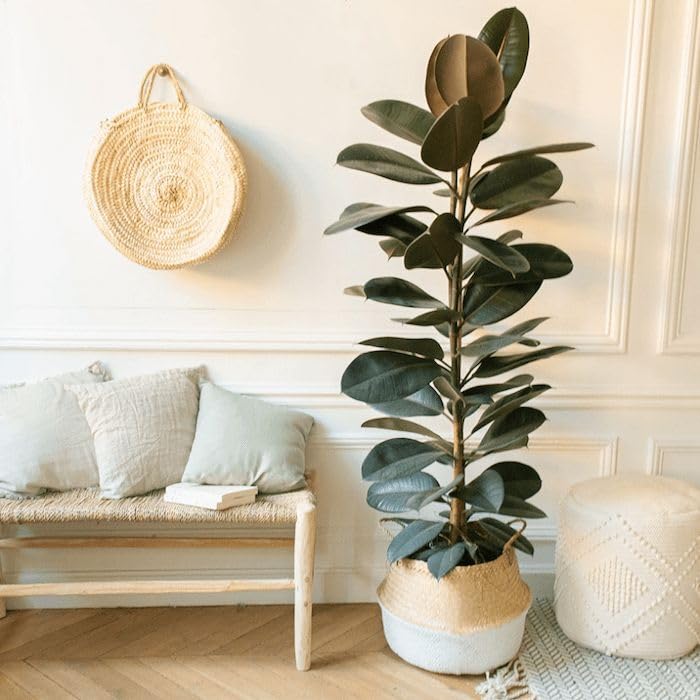 Live Rubber Plant Ficus Elastica, Medium Size 25 cm, Dark Green Glossy Leaves, Indoor Potted Plant, Air Purifying (pack of 1)-image-0