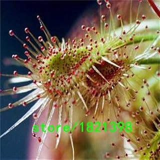Weiß: 50 Stücke Topf Insektenfressende Pflanzensamen Dionaea Muscipula Riesen Clip Venus Fliegenfalle Samen: Only Seeds