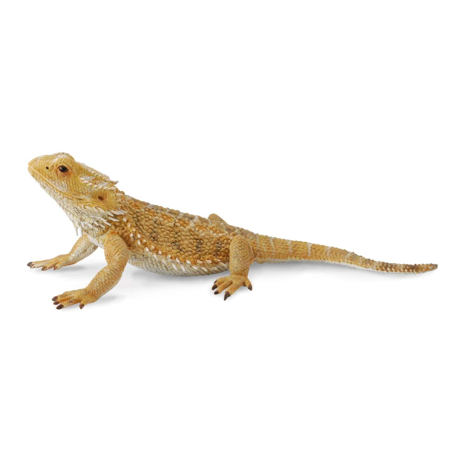 Amazon.co.jp: Collecta 88567 フトアゴヒゲトカゲ : おもちゃ