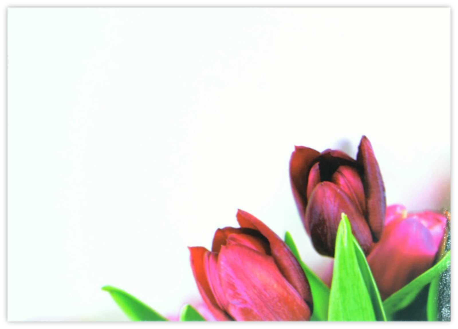 celloexpress Blank (Dark Pink Tulips) Flower Message Cards - 90mm x 125mm - Blank Florist Card Gift Notes (Pack of 24) โ image 1
