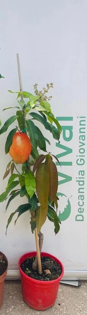 PIANTA DA FRUTTO TROPICALE Compatible with MANGO KEITT in vaso 20 età 2 anni (foto reali)