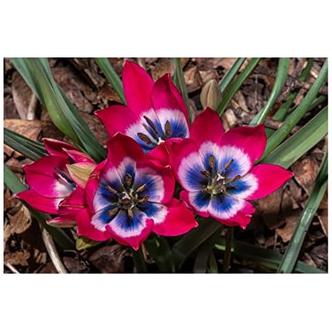 Oliwier's Bulbs 10x Dwarf Tulip 'Little Beauty' Cover