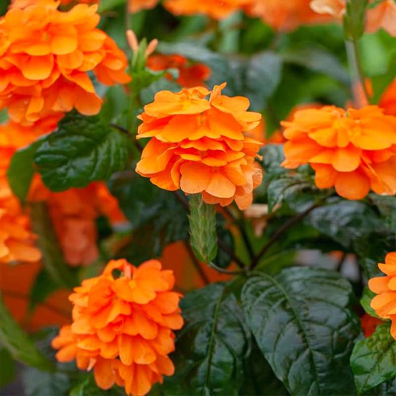 Amazon.com : Pack 2 of Orange Crossandra Live Plants, 3 Inc